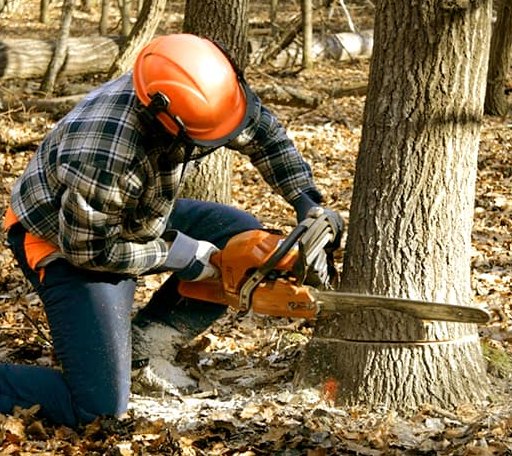 Tree Removal in Fremont, MI